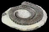 Devonian Ammonite (Anetoceras) - Morocco #110675-1